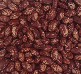 NABE 16 improved Nambaale short beans seeds