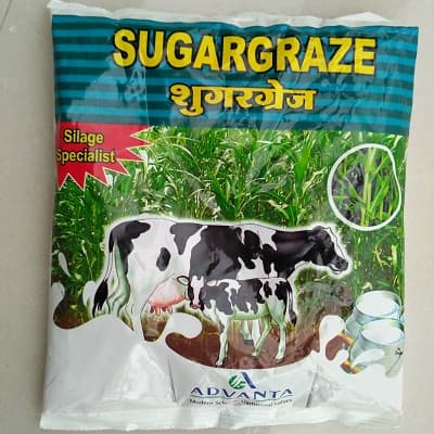 Sugargraze sweet sorghum pasture seeds