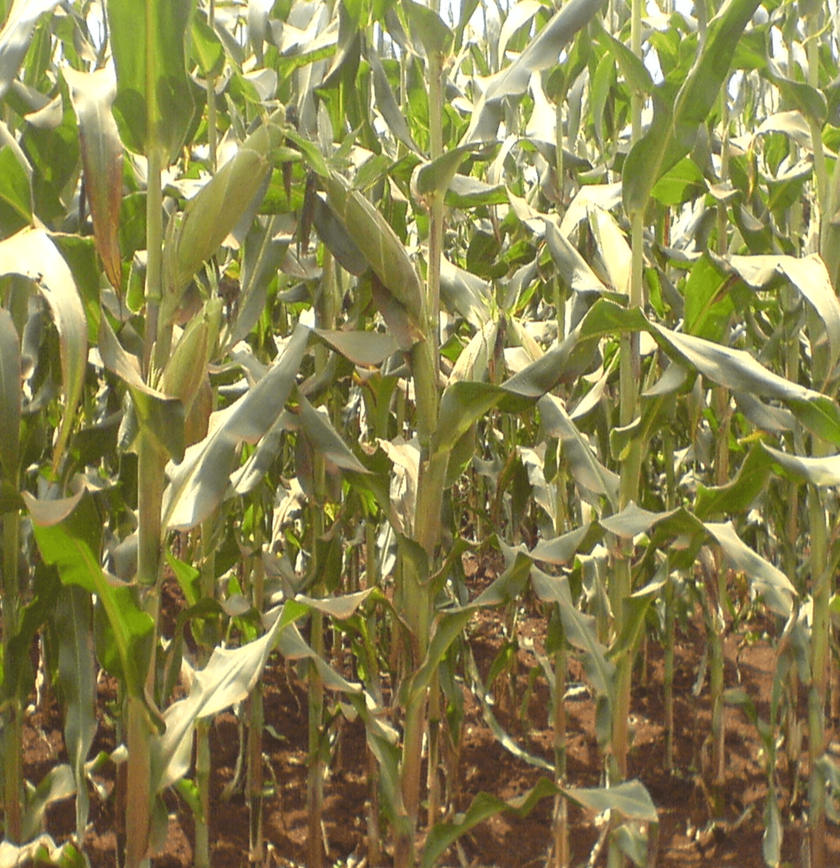 Longe 8H maize seeds