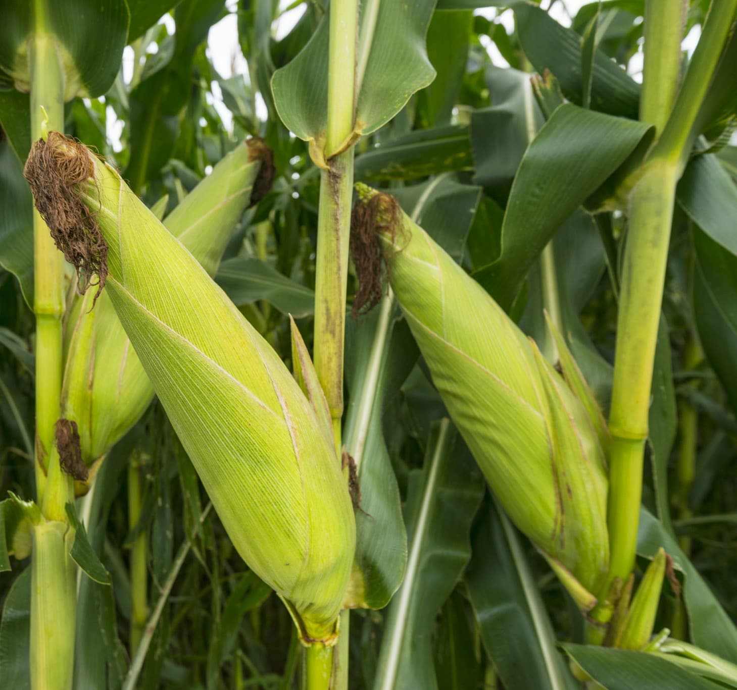 Longe 5 OPV maize seeds