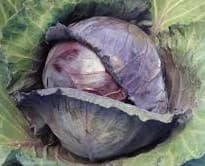 Red Ruby Perfection F1 cabbage seeds