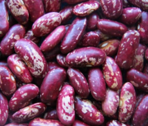 NABE 19 improved Nambaale long beans seeds