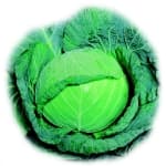 Globe Master F1 Cabbage Seeds