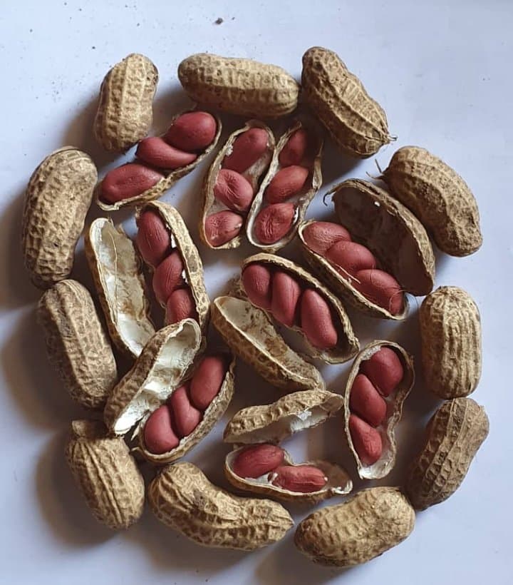 Unshelled Red Beauty groundnuts seeds