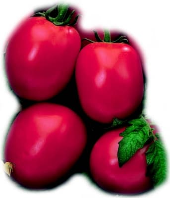 Cal J tomato seeds