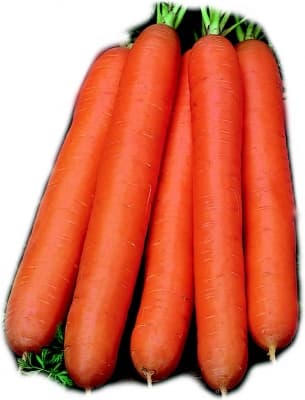 Nantes Coreless Carrot Seeds