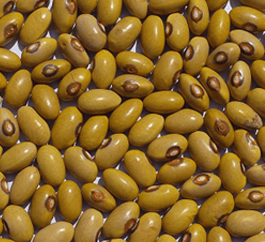 NARO Bean 3 beans seeds