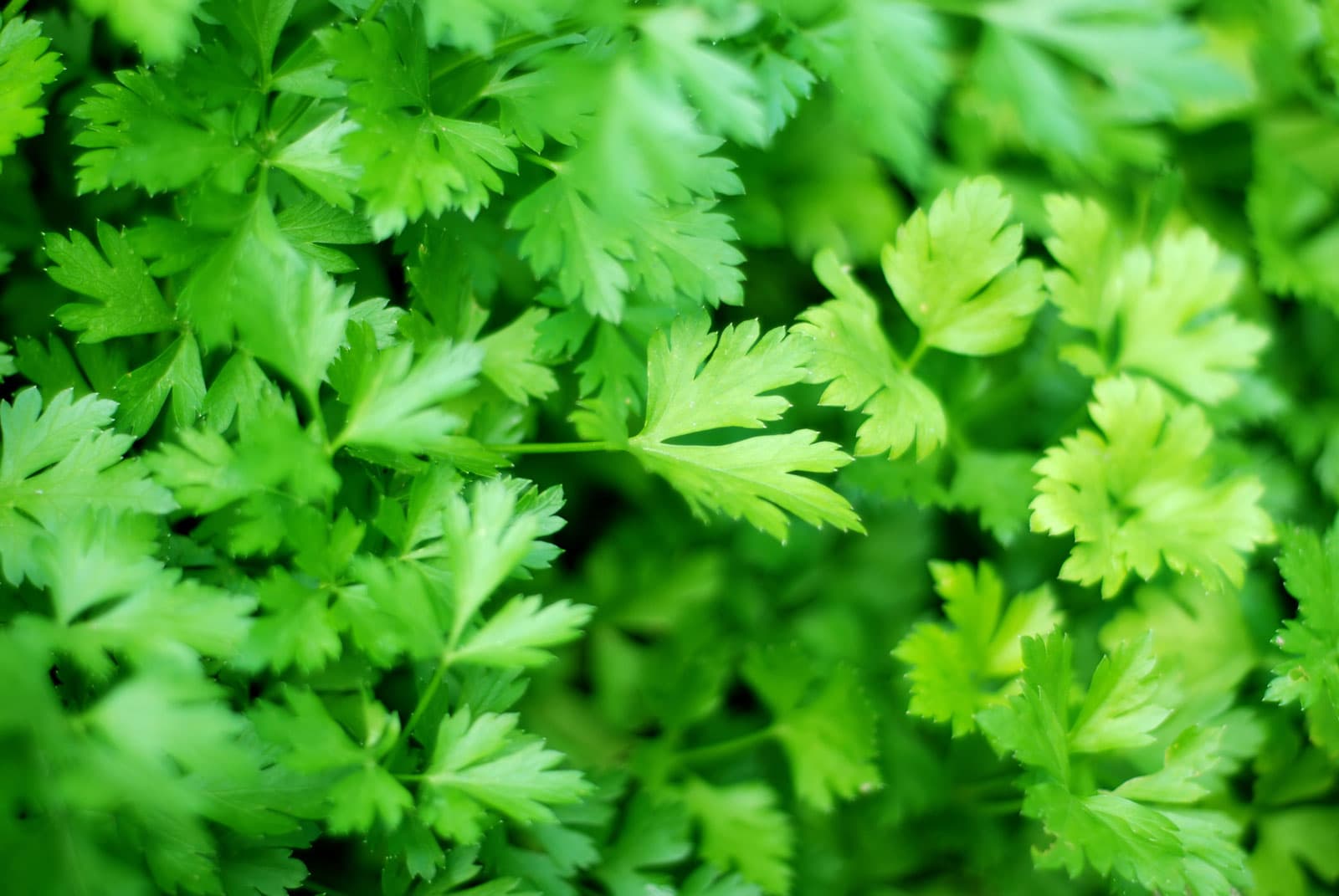 Parsley Seeds