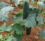 Ashley Cucumber Seeds
