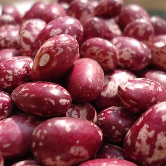 K132 beans seeds