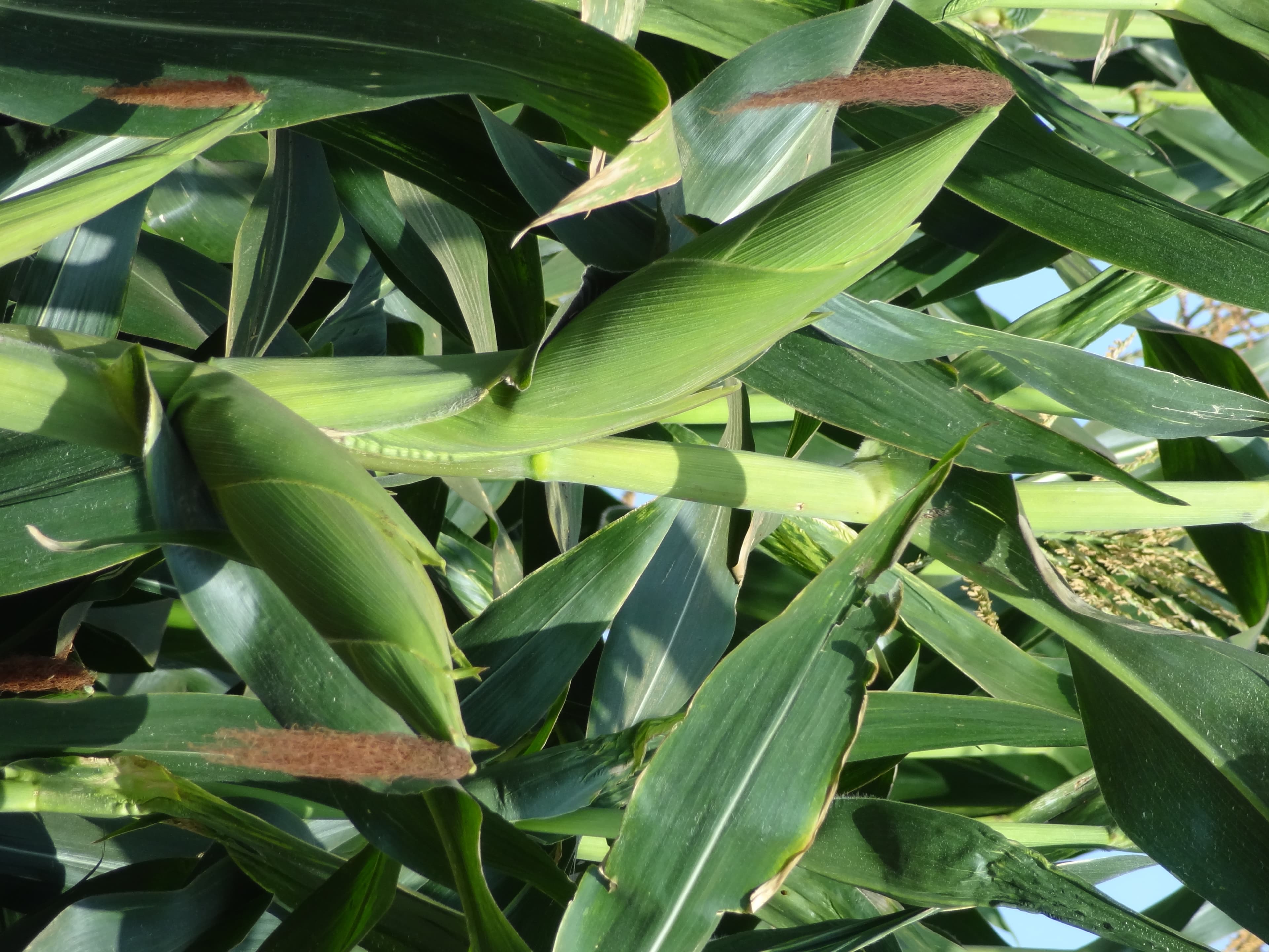 Hodari MH501 Maize Seeds