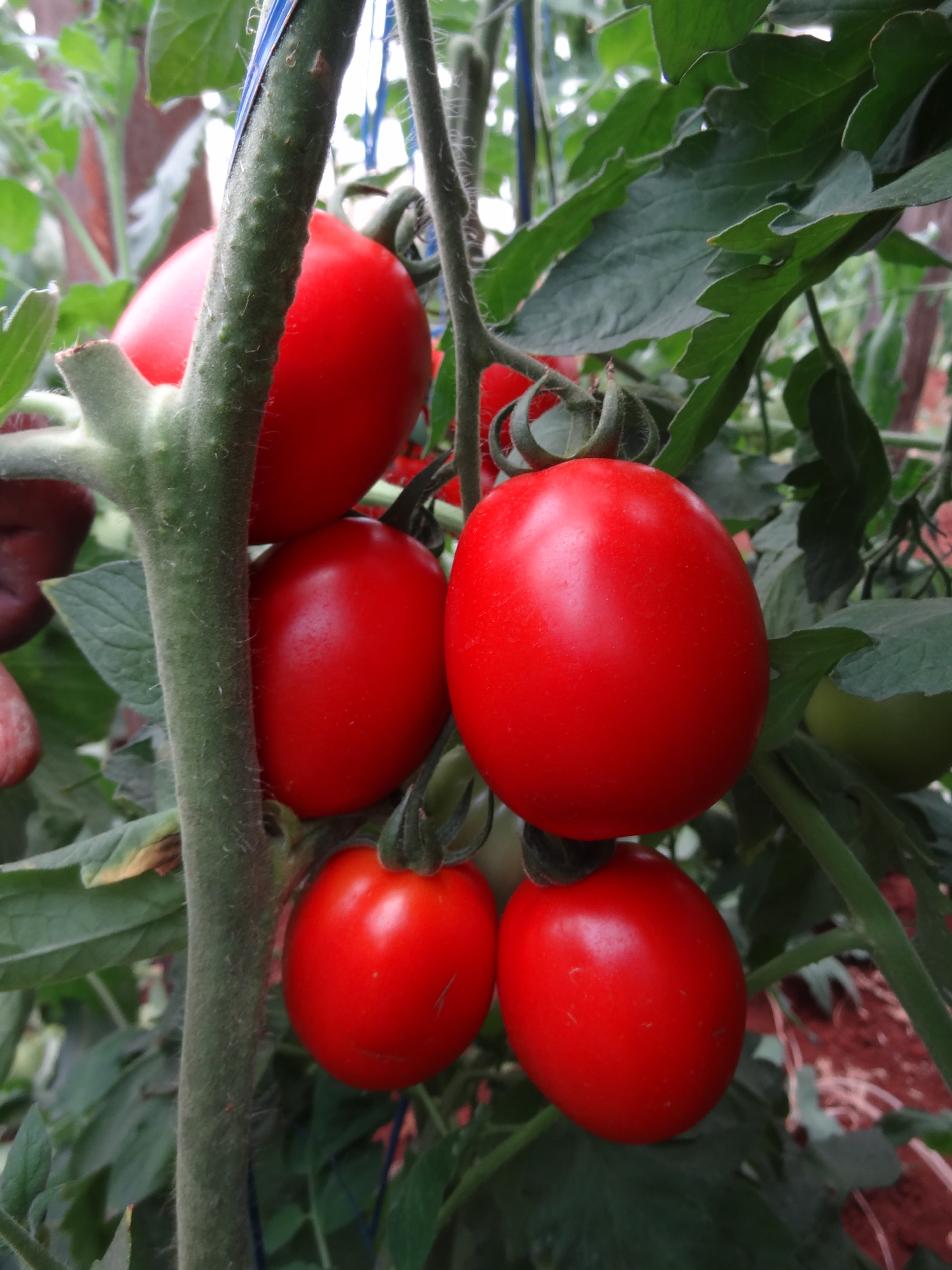SAFA F1 hybrid tomato seeds
