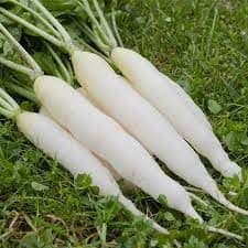 Radish Mino Early Seeds