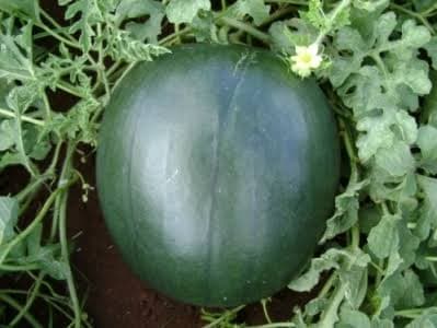 Zuri F1 watermelon seeds