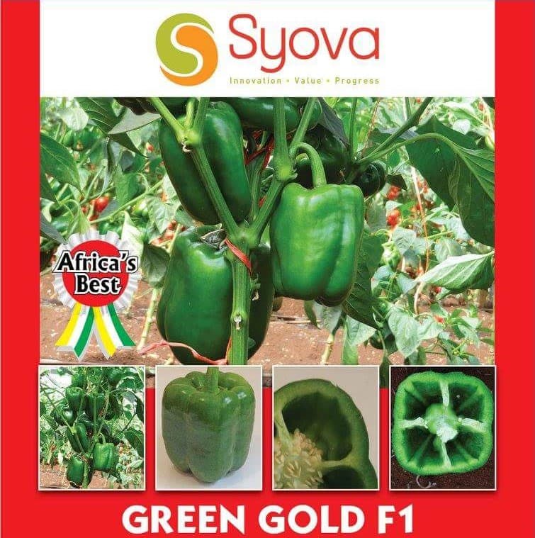 GREEN GOLD F1 Sweet Pepper Seeds