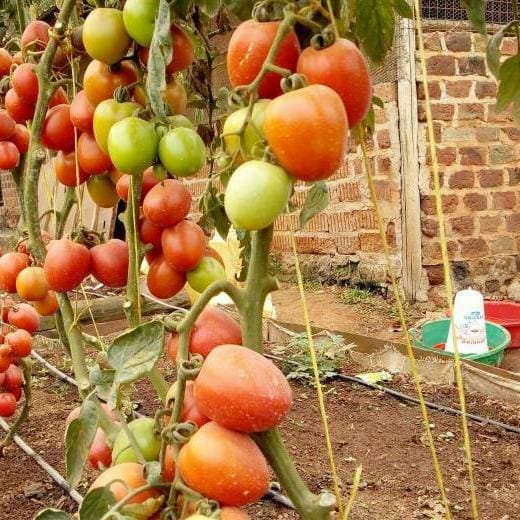HYBRID SUPASTA F1 Tomato Seeds