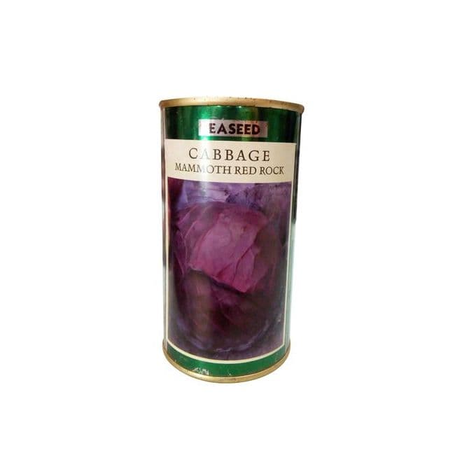 Mammoth Red Rock cabbage seeds