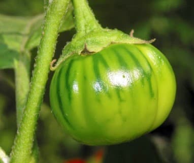 Green African Eggplant Entula Seeds