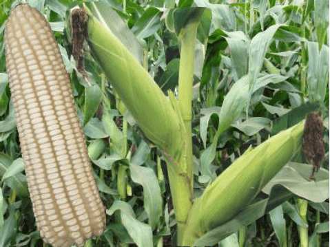KH500-43A maize seeds