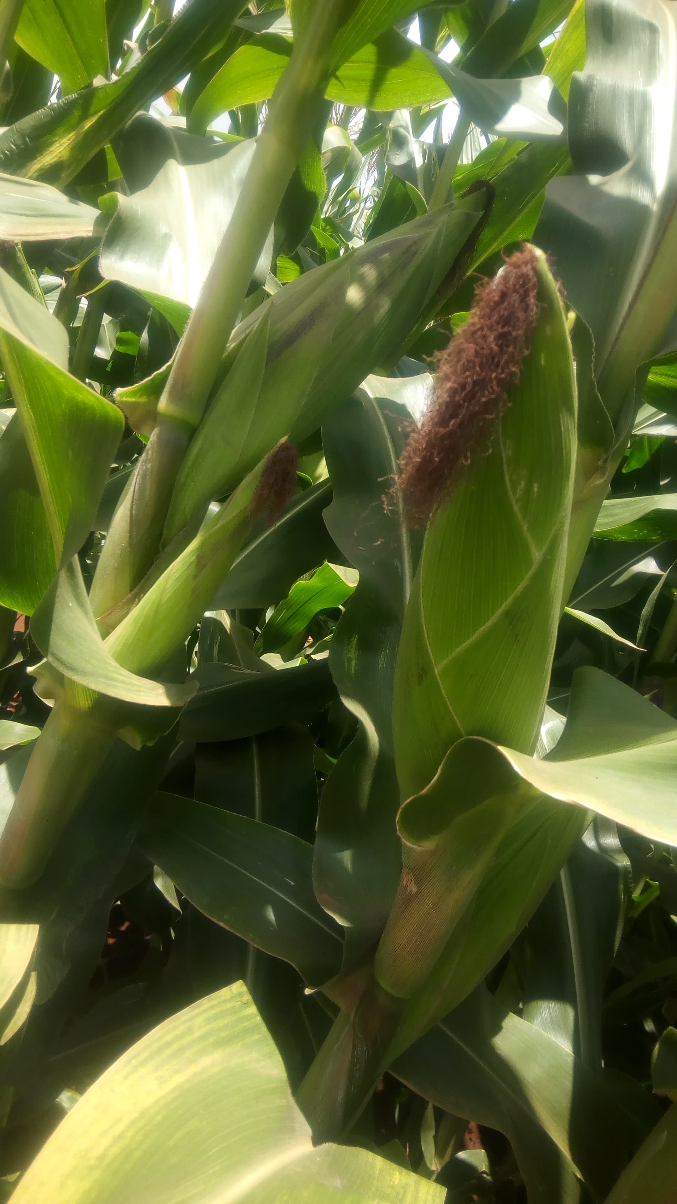 AHADI WE1101 maize seeds