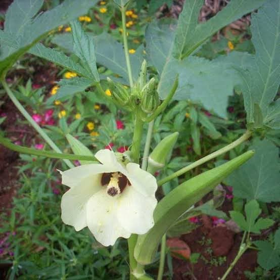 Okra seeds