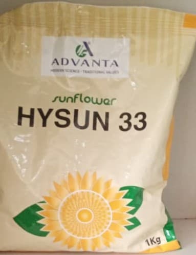 Hysun 33 Sunflower seeds