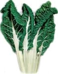 Swisschard Fordhook Giant Spinach Seeds