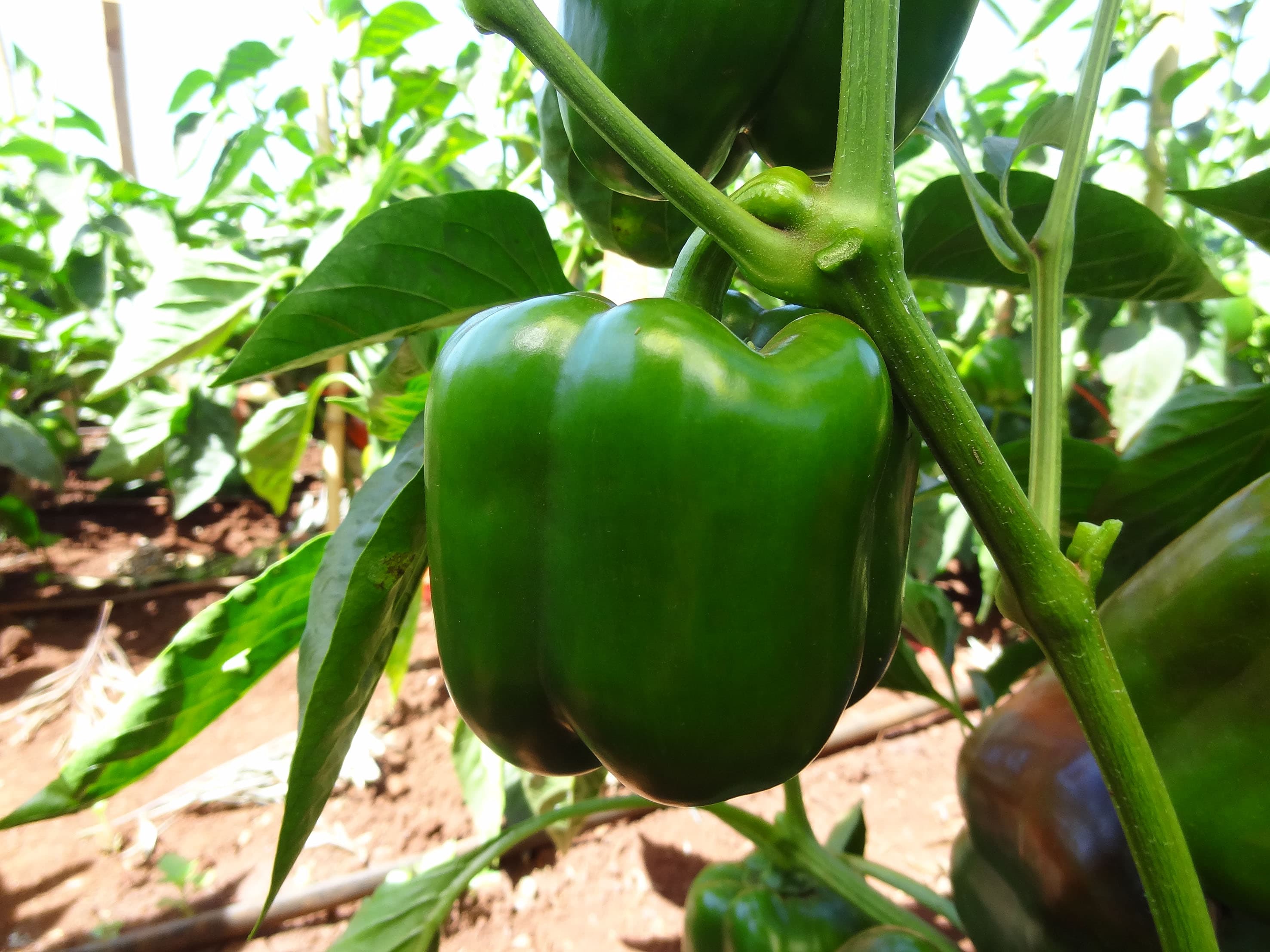 BIG BELL F1 Sweet Pepper Seeds