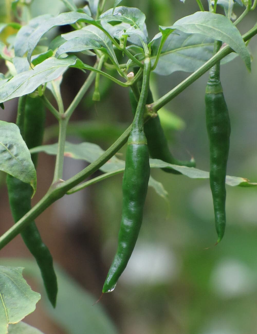 Long Slim Cayenne Green Chili Seeds