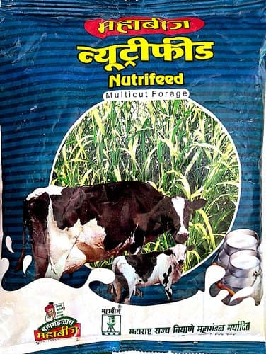 Nutrifeed Pearl Millet Pasture Seeds