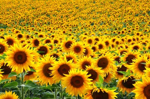Aguara Sunflower Seeds