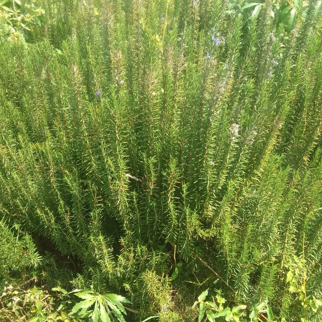 Rosemary plant