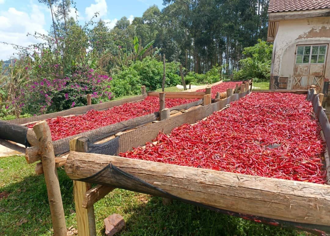 Red Chili