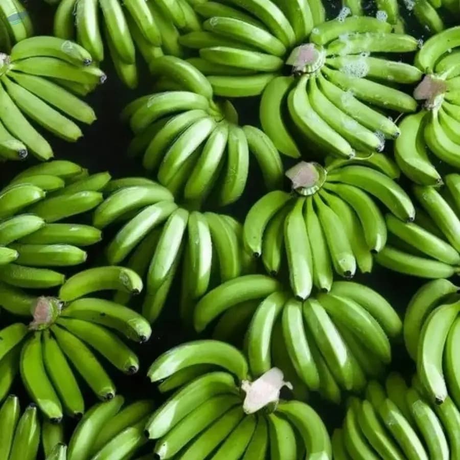 Fresh Green Cavendish Bananas / Bogoya