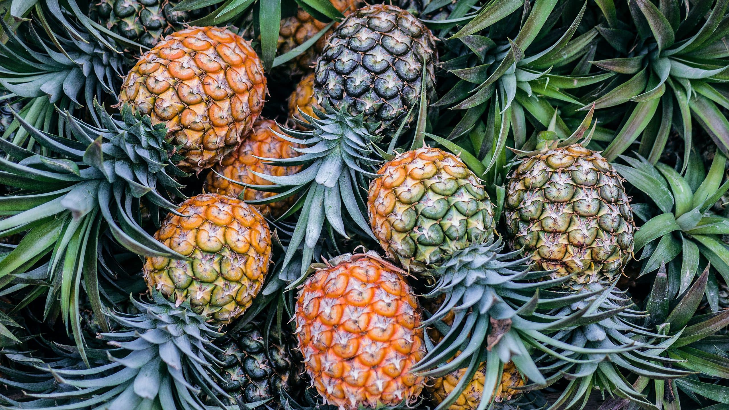Fresh Pineapples