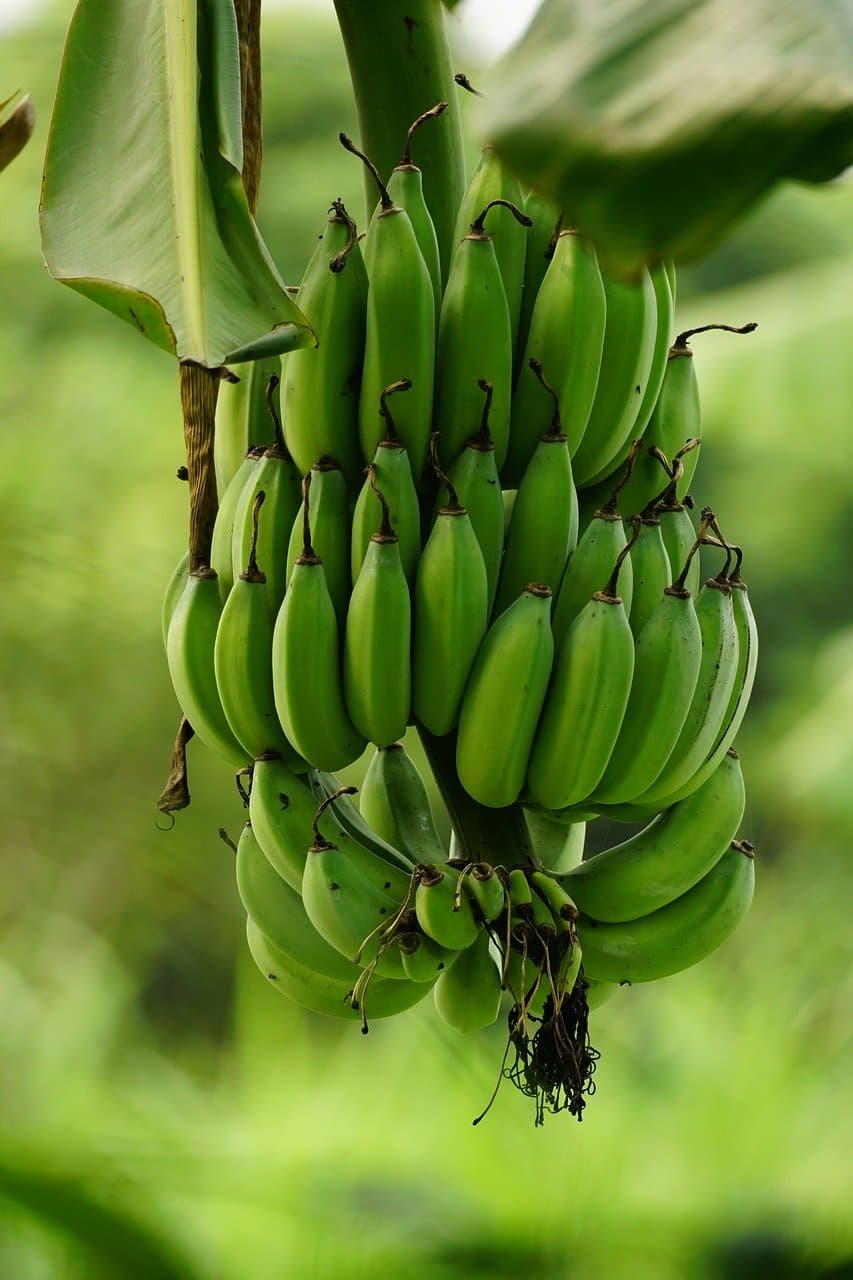 Green Bananas / Matooke