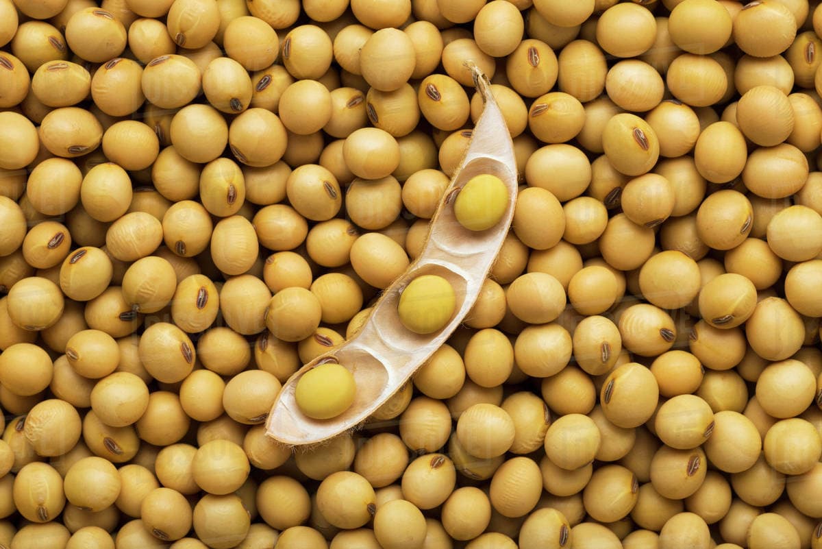 Dry soybeans