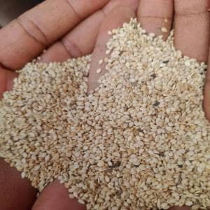 Sesame / Simsim