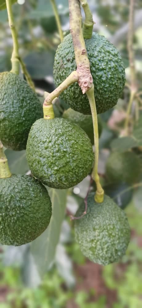 Hass Avocado