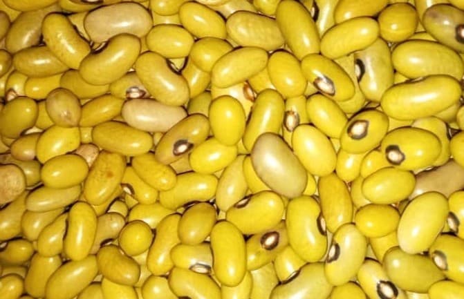 Dry Yellow beans