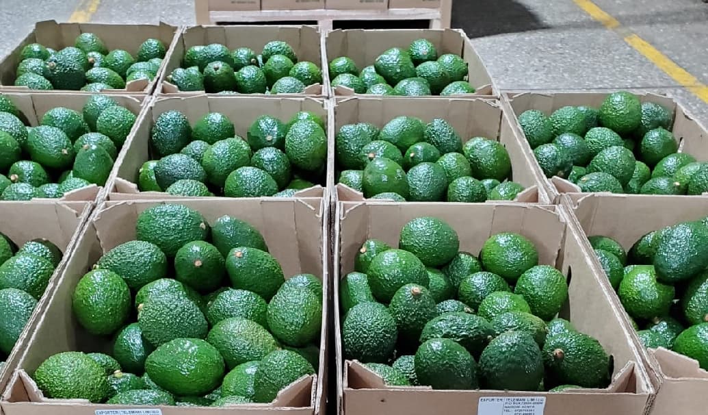 Hass Avocado