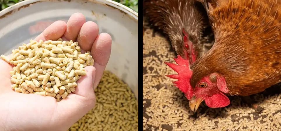 Layer Grower, Pellets & Mash