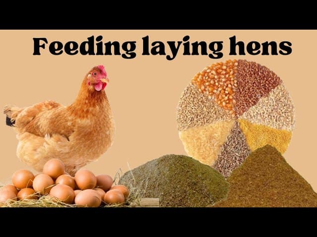Layer Mash