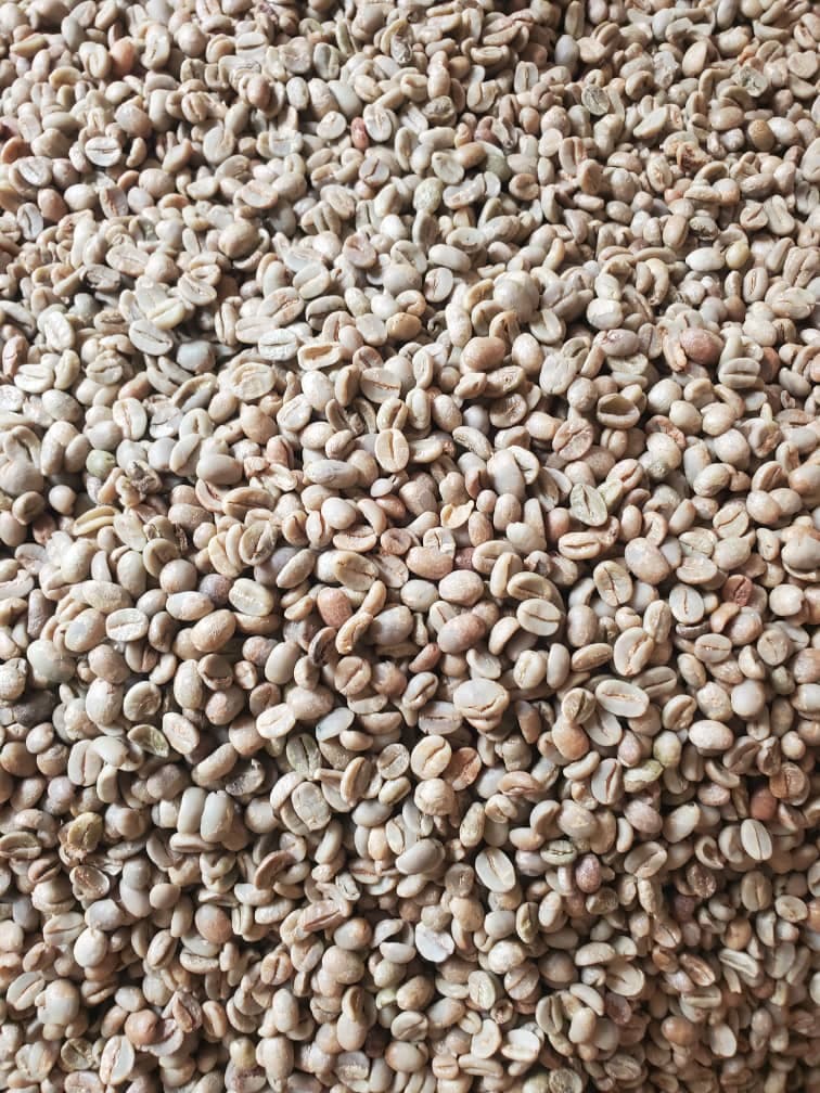 Robusta Coffee